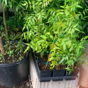 Live Neem Plant (Azadirachta indica) - Organic Pesticide Source, 5 inches tall in 4-inch pot, Indoor/Outdoor - Image 2