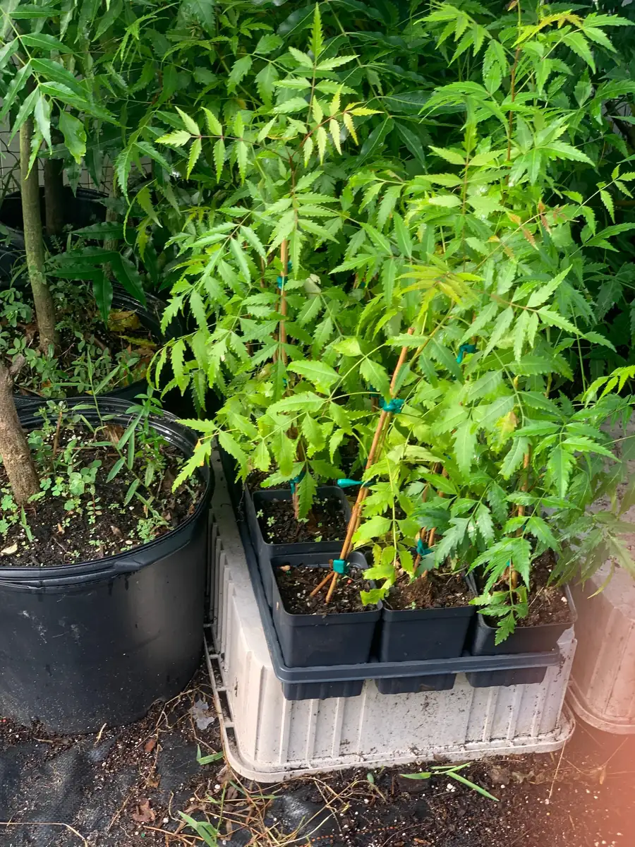 Live Neem Plant (Azadirachta indica) – Organic Pesticide Source – 4 inch Pot - Image 2