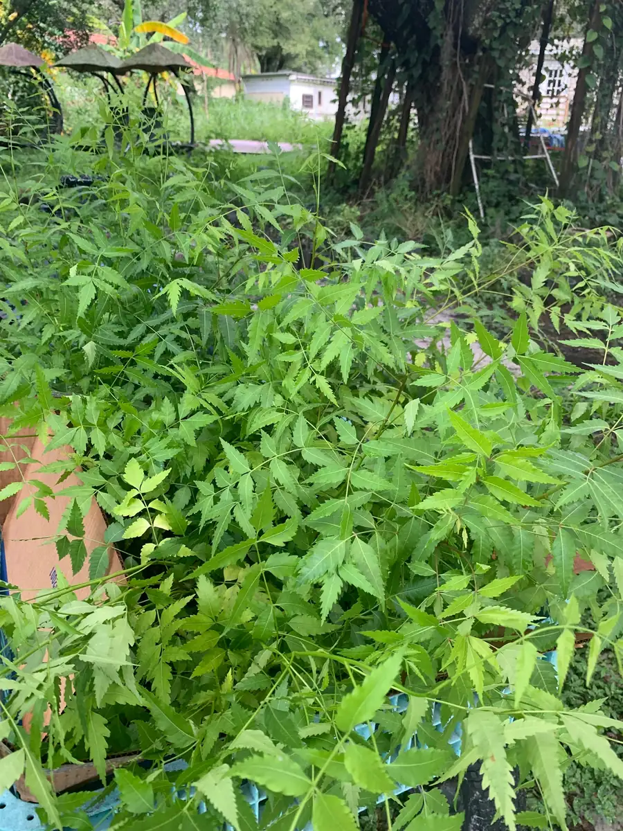 Live Neem Plant (Azadirachta indica) – Organic Pesticide Source – 4 inch Pot - Image 3