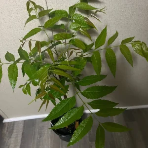 Live Neem Plant (Azadirachta indica) - Organic Pesticide Source, 5 inches tall in 4-inch pot, Indoor/Outdoor - Image 4