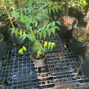 Live Neem Plant (Azadirachta indica) - Organic Pesticide Source, 5 inches tall in 4-inch pot, Indoor/Outdoor - Image 5