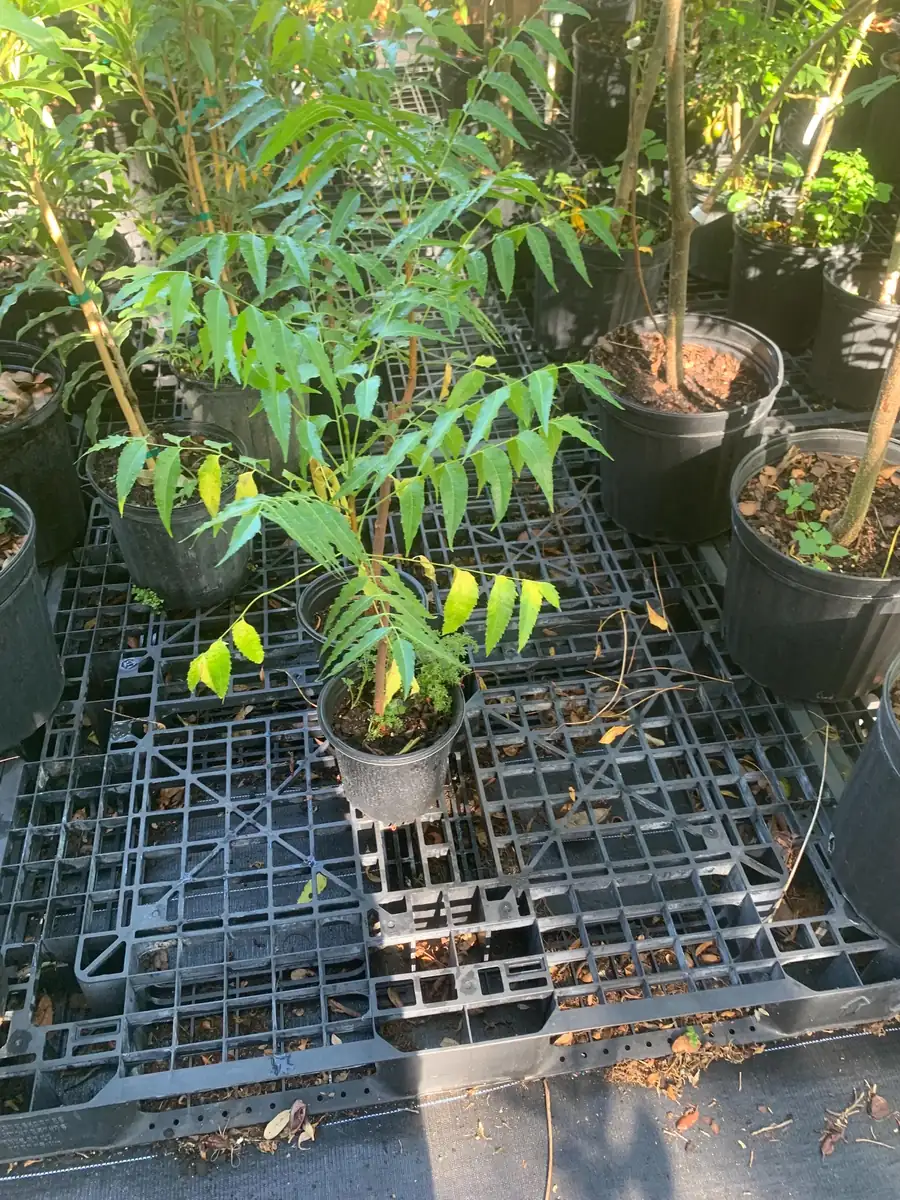 Live Neem Plant (Azadirachta indica) – Organic Pesticide Source – 4 inch Pot - Image 5