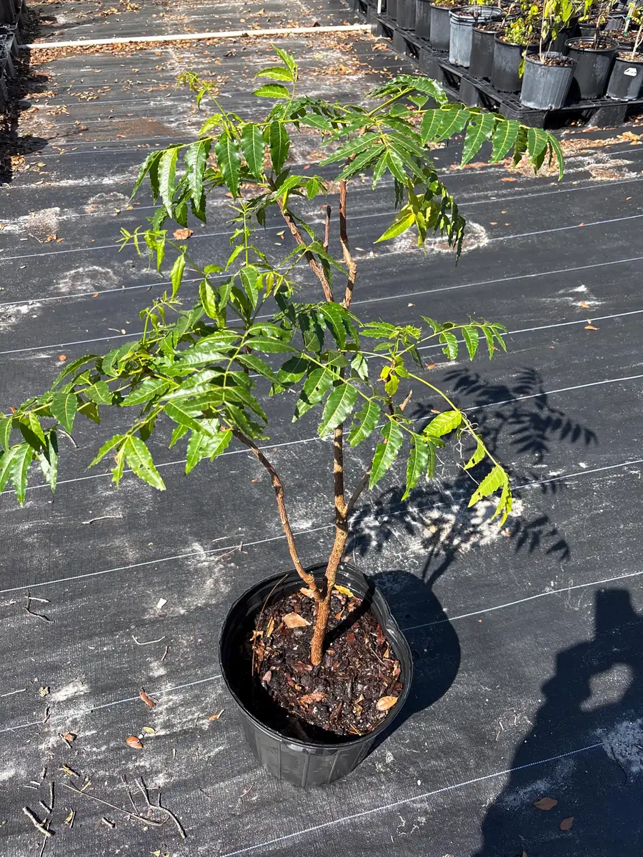 Live Neem Plant (Azadirachta indica) – Organic Pesticide Source – 4 inch Pot - Image 6