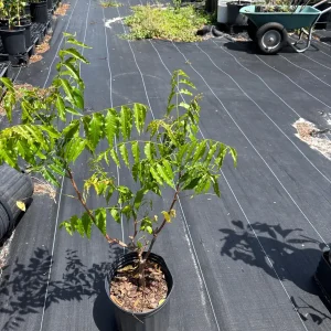 Live Neem Plant (Azadirachta indica) - Organic Pesticide Source, 5 inches tall in 4-inch pot, Indoor/Outdoor - Image 7