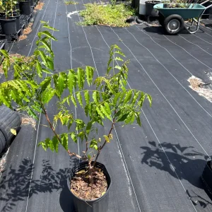 Live Neem Plant (Azadirachta indica) – Organic Pesticide Source – 4 inch Pot - Image 7