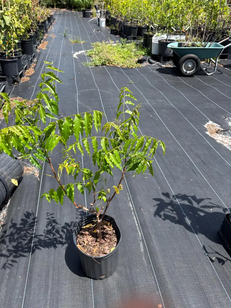 Live Neem Plant (Azadirachta indica) – Organic Pesticide Source – 4 inch Pot - Image 7