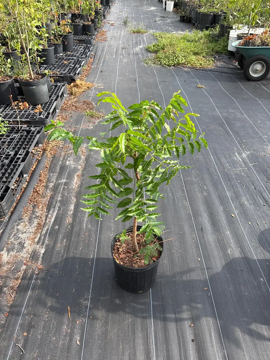Live Neem Plant (Azadirachta indica) – Organic Pesticide Source – 4 inch Pot - Image 8