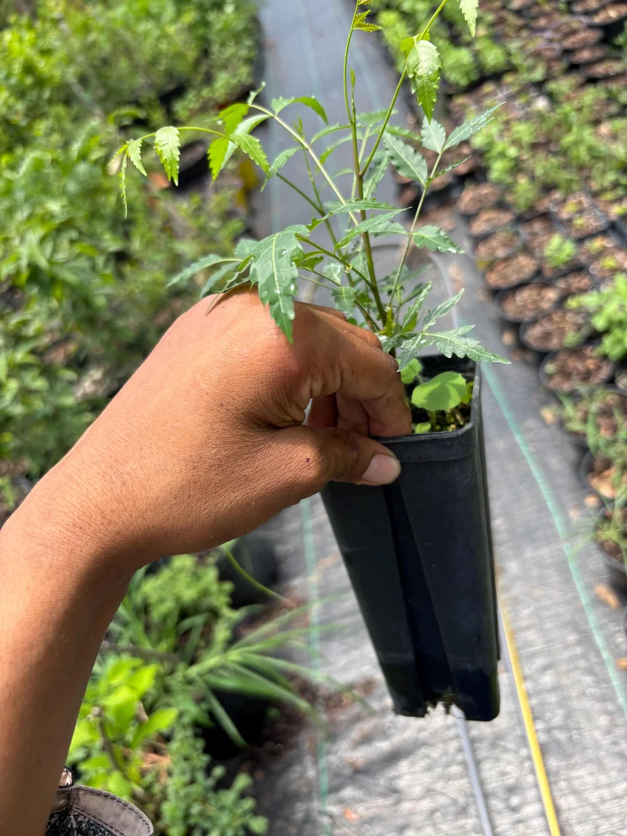 Live Neem Plant (Azadirachta indica) – Organic Pesticide Source – 4 inch Pot - Image 9