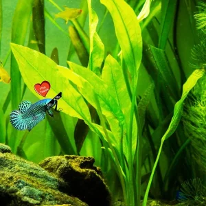 Live Plantago major Aquarium Plant - Betta & Guppy Fish Tank Plant - Image 2