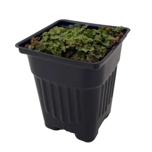 Liverwort Live Plant – Fairy Garden & Terrarium Plant – 4 inch Pot - Image 2