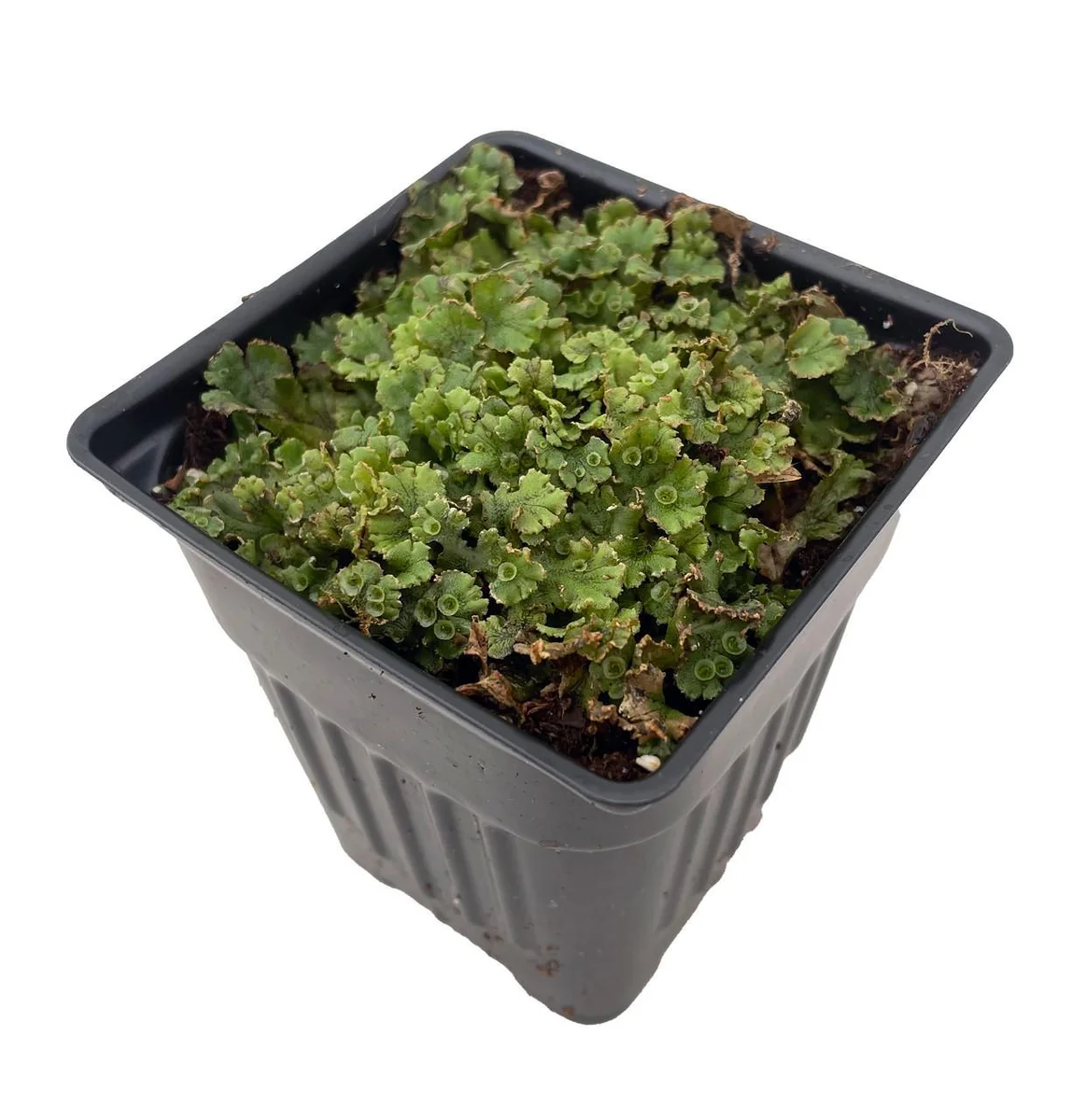 Liverwort Live Plant – Fairy Garden & Terrarium Plant – 4 inch Pot - Image 1
