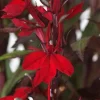 Lobelia Starship Cardinal Flower Live Starter Plant - Well-Rooted Plugs - Image 1