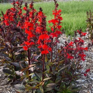 Lobelia Starship Cardinal Flower Live Starter Plant - Well-Rooted Plugs - Image 2