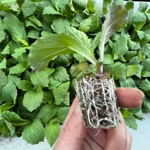 Lobelia Starship Cardinal Flower Live Starter Plant - Well-Rooted Plugs - Image 3