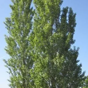 Lombardy Poplar (Populus Nigra) 2 Bare-root Trees - Fast Growing Outdoor - Image 2