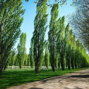 Lombardy Poplar (Populus Nigra) 2 Bare-root Trees - Fast Growing Outdoor - Image 4