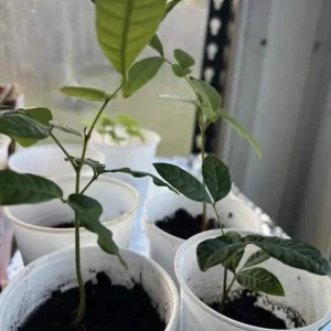 Longan Dimocarpus Tropical Fruit Tree Live Plant 5-8 inches Tall, Edible Evergreen - Image 6