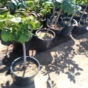 Longan Live Plant - Air Layered Tree - 2 Feet Tall - 3 Gallon Pot - Image 1