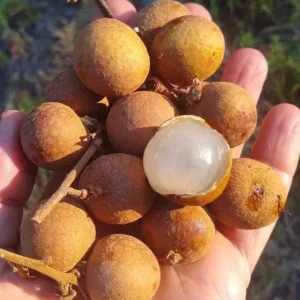 Longan Live Starter Plant - 5-8" Tall Tropical Fruit Tree (Dimocarpus longan) - Image 2