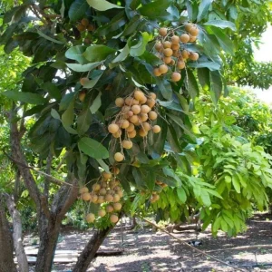 Longan Live Starter Plant - 5-8