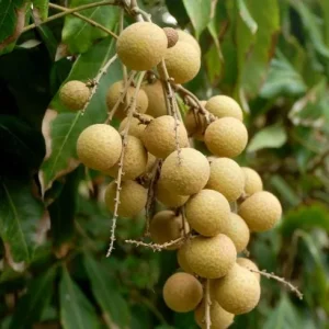 Longan Live Starter Plant - 5-8