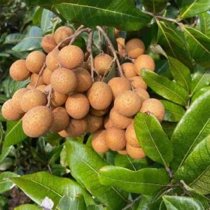 Longan Live Starter Plant - 5-8" Tall Tropical Fruit Tree (Dimocarpus longan) - Image 1