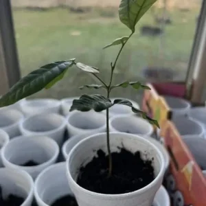 Longan Live Starter Plant - 5-8