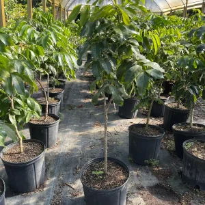 Longan Tree 3-4 ft Tall Kohala Variety Live Plant in 3 Gallon Pot - Image 2