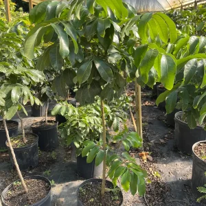 Longan Tree 3-4 ft Tall Kohala Variety Live Plant in 3 Gallon Pot - Image 1