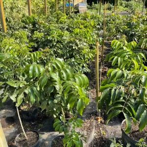 Longan Tree 3-4 ft Tall Kohala Variety Live Plant in 3 Gallon Pot - Image 4