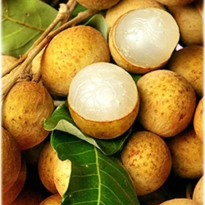 Longan Tree Live Plant - Air Layered, 3-4 ft Tall in 7 Gallon Pot - Image 2