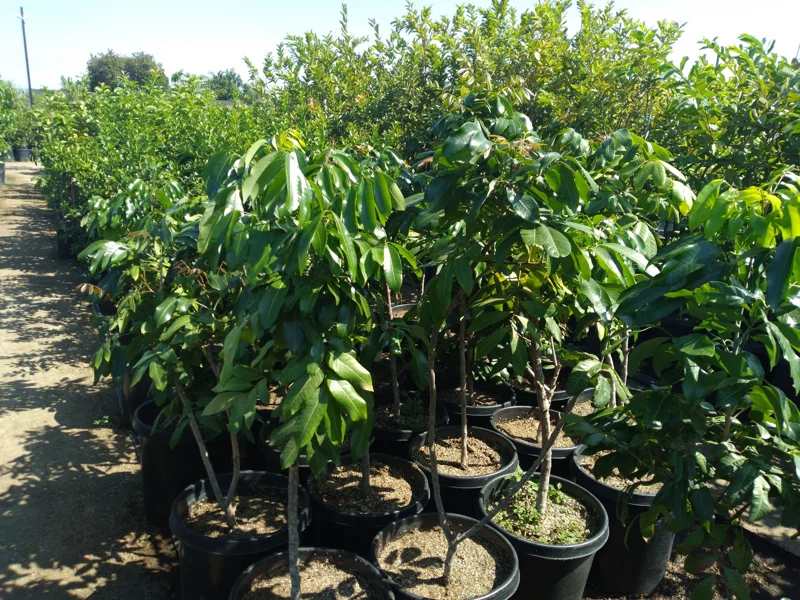 Longan Tree Live Plant - Air Layered, 3-4 ft Tall in 7 Gallon Pot - Image 3