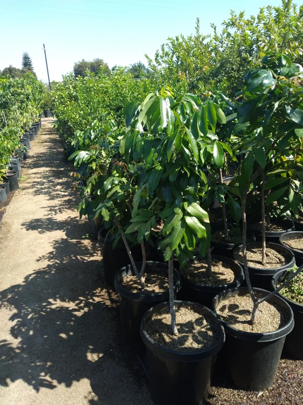 Longan Tree Live Plant - Air Layered, 3-4 ft Tall in 7 Gallon Pot - Image 1