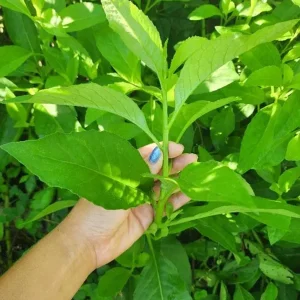 Longevity Spinach Live Plant - Gynura procumbens - Set of 2, 4-6" Tall, Edible Herb, Indoor/Outdoor - Image 2