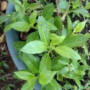Longevity Spinach Live Plant - Gynura procumbens - Set of 2, 4-6