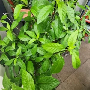 Longevity Spinach Live Plant - Gynura procumbens - Set of 2, 4-6