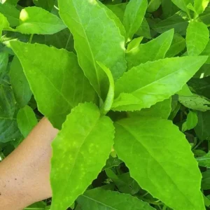 Longevity Spinach Live Plant - Gynura procumbens - Set of 2, 4-6" Tall, Edible Herb, Indoor/Outdoor - Image 1