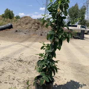 Lonicera Confusa Live Plant – 2ft Tall – 6in Pot – Evergreen Vine - Image 3