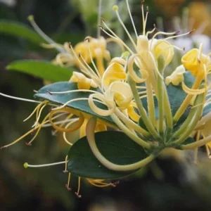 Lonicera Confusa Live Plant – 2ft Tall – 6in Pot – Evergreen Vine - Image 1