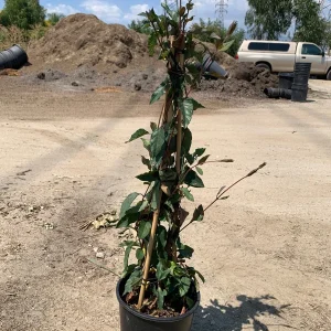Lonicera J. Purpurea Live Plant - 2ft Tall Evergreen Vine in 6in Pot - Image 4