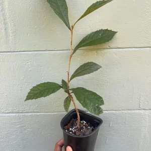 Loquat Tree (Eriobotrya japonica) - sweet, juicy, apricot-like fruit - Image 3