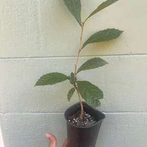 Loquat Tree (Eriobotrya japonica) - sweet, juicy, apricot-like fruit - Image 4