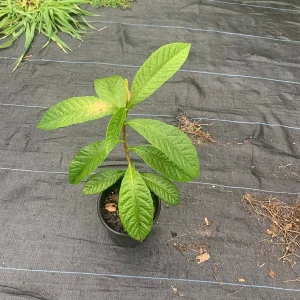 Loquat Tree Live Plant (Eriobotrya japonica) - 2 Gallon Pot - Edible Fruit Tree - Image 3