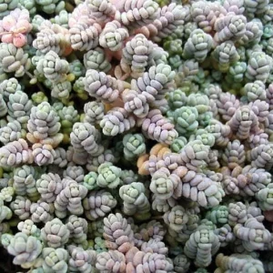 Love's Triangle Sedum Live Plant - Stonecrop, 2.5" Pot - Fairy Garden - Image 2