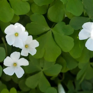 Lucky Green Shamrock Oxalis Bulbs - White Flowers - Edible Leaves - 10 Pack - Image 2