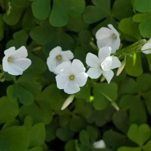 Lucky Green Shamrock Oxalis Bulbs - White Flowers - Edible Leaves - 10 Pack - Image 3