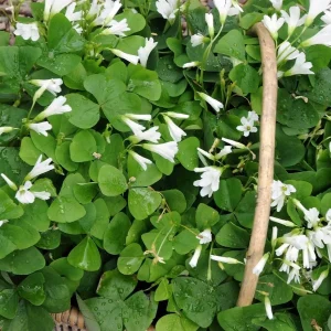 Lucky Green Shamrock Oxalis Bulbs - White Flowers - Edible Leaves - 10 Pack - Image 1