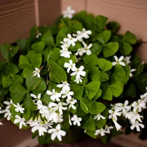 Lucky Green Shamrock Oxalis Bulbs - White Flowers - Edible Leaves - 10 Pack - Image 4