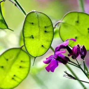 Lunaria Silver Dollar Plant Live Plug - 2.25 inch Pot - Indoor/Outdoor - Image 3