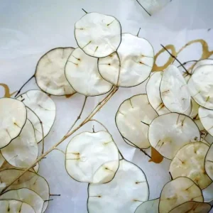 Lunaria Silver Dollar Plant Live Plug - 2.25 inch Pot - Indoor/Outdoor - Image 6